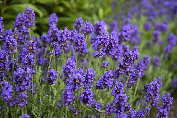 Gardening: Fresh herbs, flowers provide boost to summer beverages