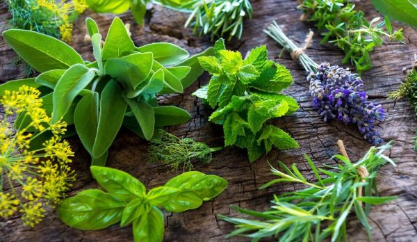 How To Make Your Own Medicinal Herb Garden