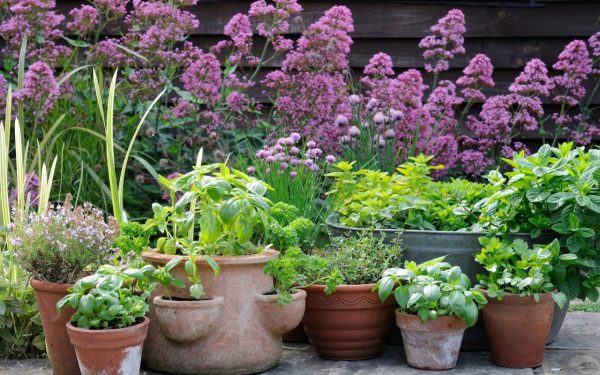 How to grow happy herbs, a quick guide by gardening expert Helen Yemm