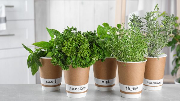 Mistakes You Are Making With Your Kitchen Herb Garden