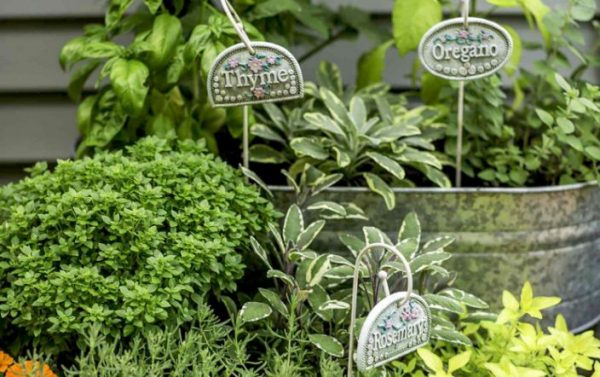 How Herb Gardening Can Save Home Cooks a Ton of Money